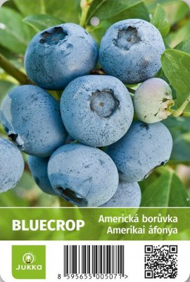Americká borůvka BLUECROP