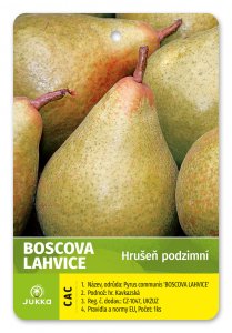 Hrušeň BOSCOVA LAHVICE