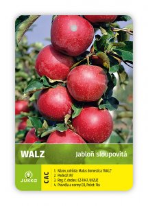 Jabloň stĺpovitá WALZ