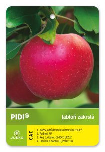 Jabloň zakrslá PIDI - kontejner