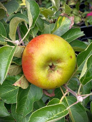 Jabloň zakrpatená PIDI - kontajner