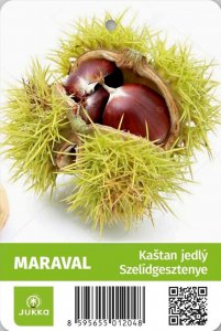 Kaštan jedlý - MARAVAL - kontejner