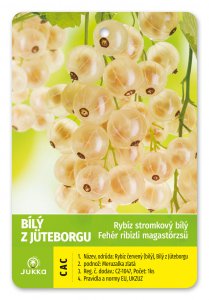 Rybíz stromkový bílý - BÍLÝ Z JÜTBORGU - kontejner