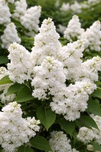 Orgován MONIQUE LEMOINE - kontajner