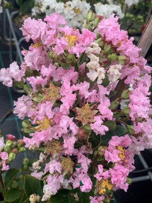 Pukol indický - ROSE CLAIR