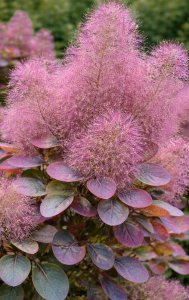 Škumpa vlasatá - OLD FASHIONED®