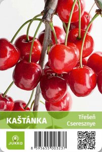 Čerešňa KAŠTÁNKA