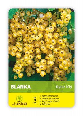Rybíz keřový bílý - BLANKA