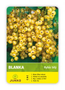Rybíz keřový bílý - BLANKA