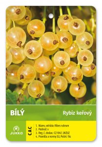 Ríbezľa kríková biela - VERSAILSKÝ BIELY