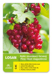 Ríbezľa stromčeková červená - LOSAN - kontajner
