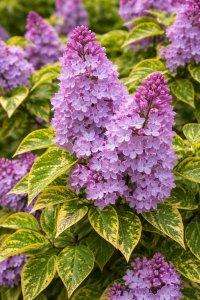 Orgován AUCUBAEFOLIA - kontajner