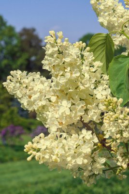 Šeřík PRIMROSE - kontejner