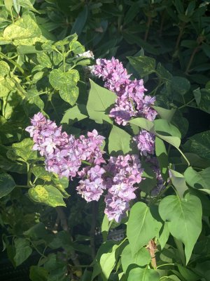 Šeřík PRINCE WOLKONSKI -  kontejner