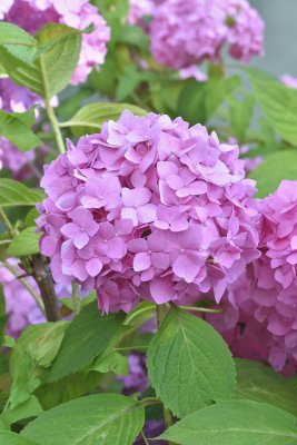 Hortenzie velkolistá - BOUQUET ROSE  kontejner