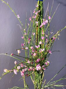 Cytisus (Zanoväť metlinatá) - MOYCLARE PINK