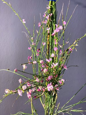 Cytisus (Čilimník) - MOYCLARE PINK