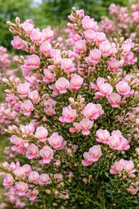 Cytisus (Zanoväť metlinatá) - MOYCLARE PINK