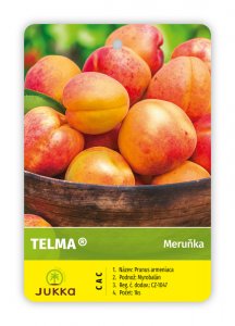 Marhuľa TELMA