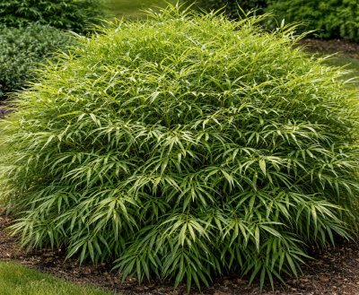 Bambus (Pleioblastus pumilus) - kontajner