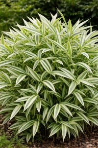 Bambus (Pleioblastus fortunei) VARIEGATA - kontejner