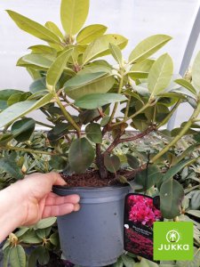 Rhododendron NOVA ZEMBLA C5L