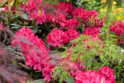 Rhododendron NOVA ZEMBLA