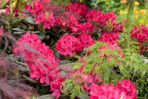 Rhododendron NOVA ZEMBLA