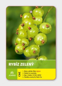 Rybíz stromkový zelený - VEENA
