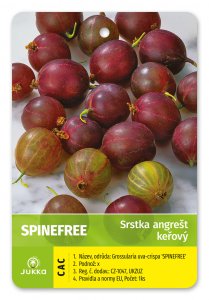 Egreš kríkový červený SPINE FREE beztŕňový - kontajner