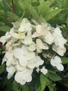 Hortenzia latnatá - WIMS RED® - kontajner