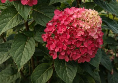 Hortenzie latnatá - WIMS RED® - kontejner