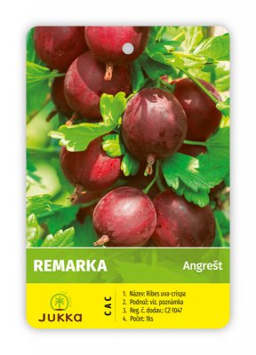 Angrešt stromkový červený REMARKA - kontejner