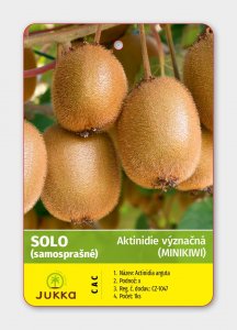 Kiwi SOLO (A. deliciosa) samosprašné