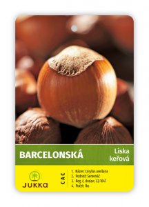 Lieska kríková BARCELÓNSKA - kontajner