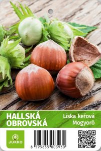 Lieska kríková HALLSKÁ - kontajner