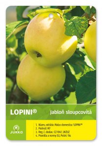 Jabloň sloupovitá LOPINI® - kontejner