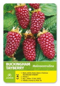 Malinoostružina TAYBERRY BUCKINGHAM