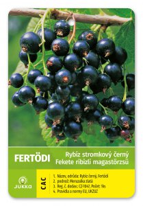 Ríbezľa stromčeková čierna - FERTÖDI - kontajner