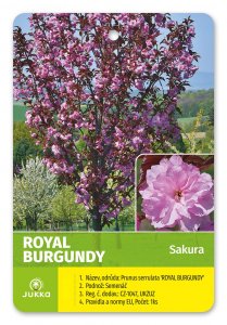 Sakura ROYAL BURGUNDII - kontejner