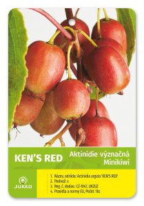Kiwi KEN'S RED (A. arguta) nevěsta
