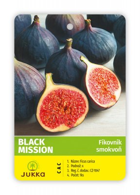 Fíkovník BLACK MISSION