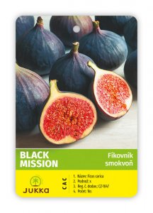 Figovník BLACK MISSION