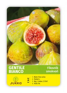 Figovník GENTILE BIANCO