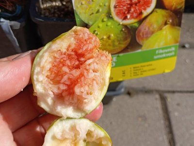 Fíkovník GENTILE BIANCO