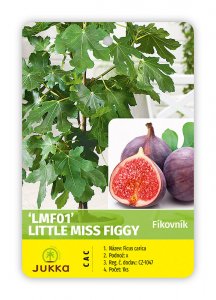 Figovník LITTLE MISS FIGGY®