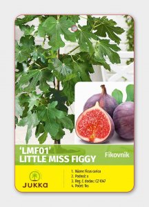 Figovník LITTLE MISS FIGGY®
