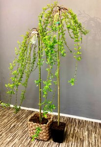 Vrba japonská (Salix integra) - PENDULA 120 cm