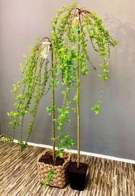 Vrba japonská (Salix integra) - PENDULA 120 cm