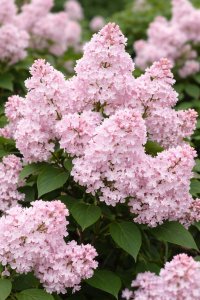 Orgován MAIDENS BLUSH - kontajner